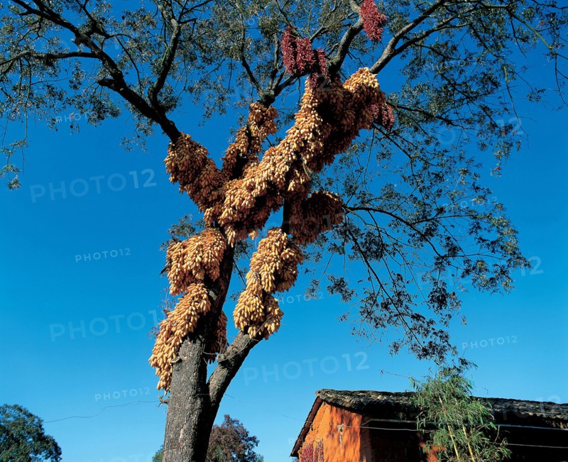 Grappes de maïs, Chine