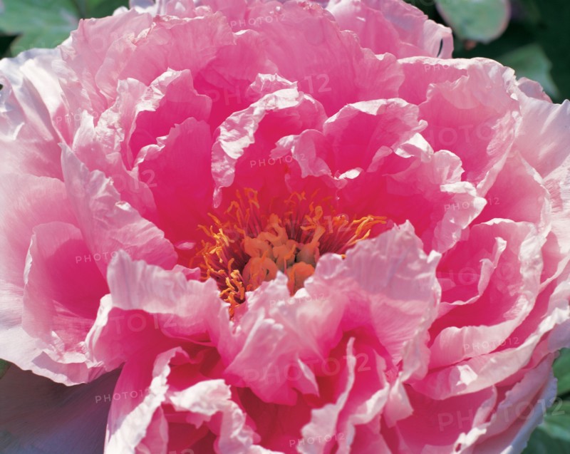 Pivoine, Chine