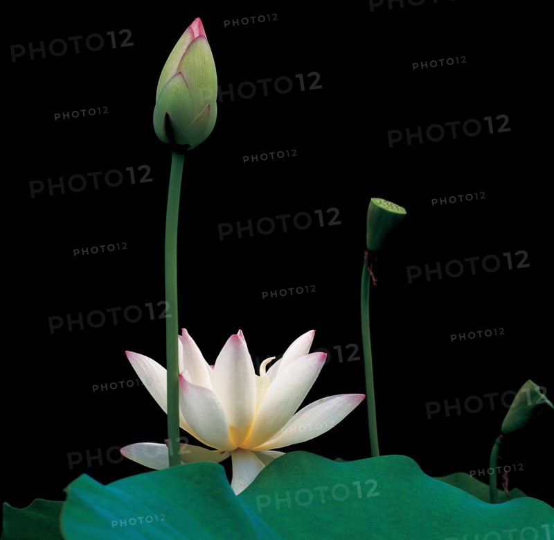 Fleur de lotus, nénuphar, Chine