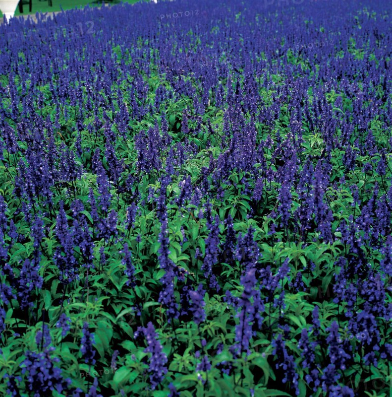 Plantes, Chine