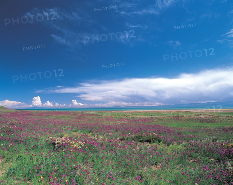 Field, China