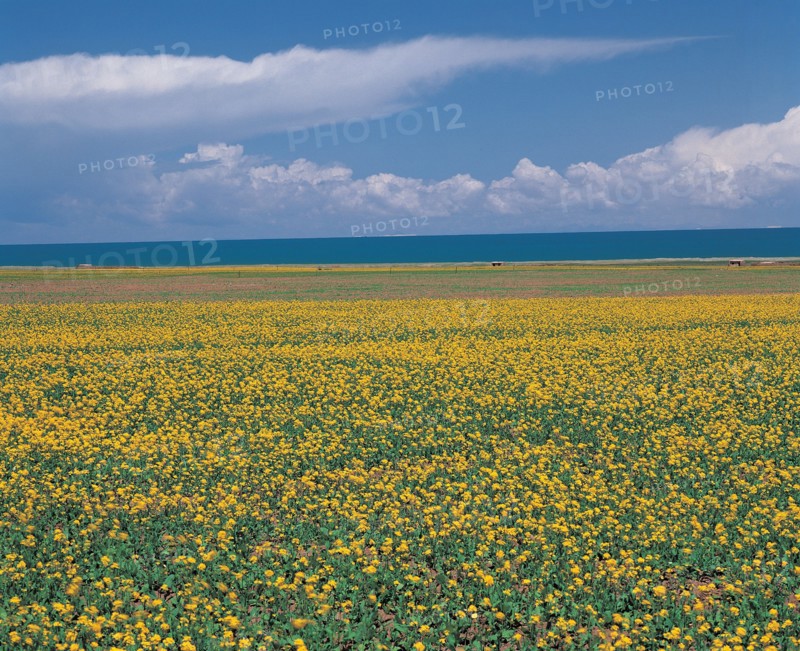 Field, China