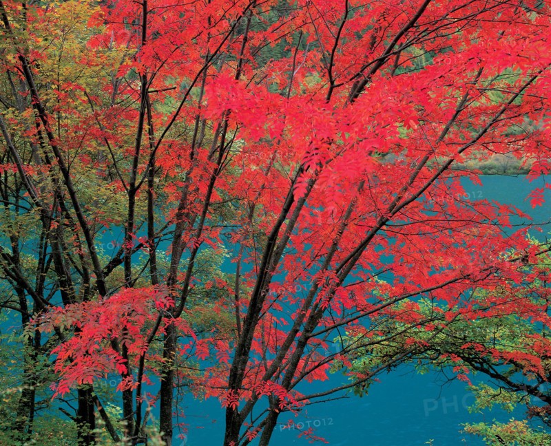 Tree, China