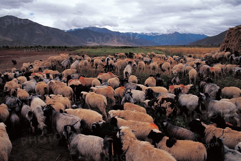 Troupeau de moutons, Chine