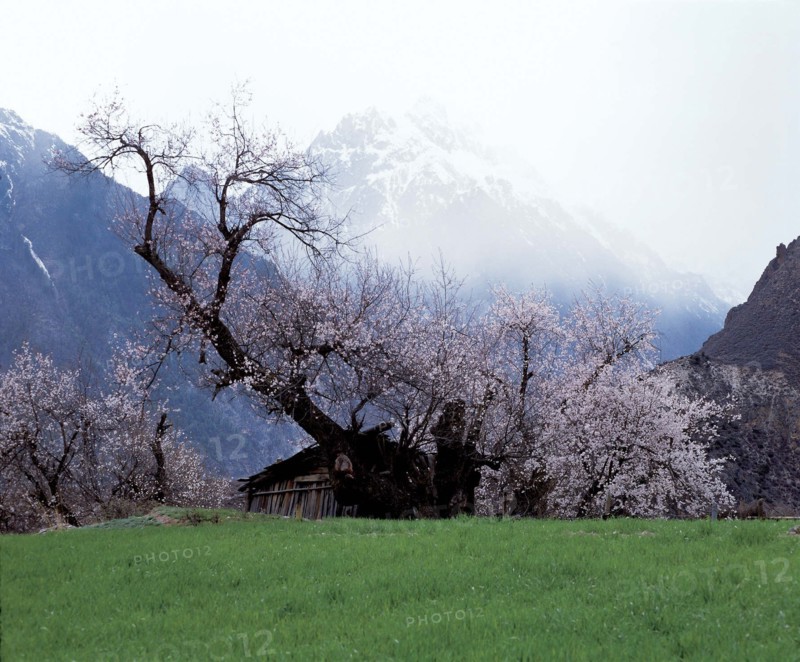 A peach tree in full blossom in Chayu,Tibet,China