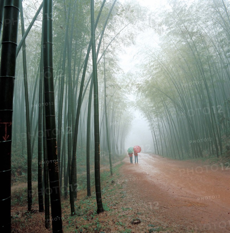 The bamboo forest, Sichuan Province, China