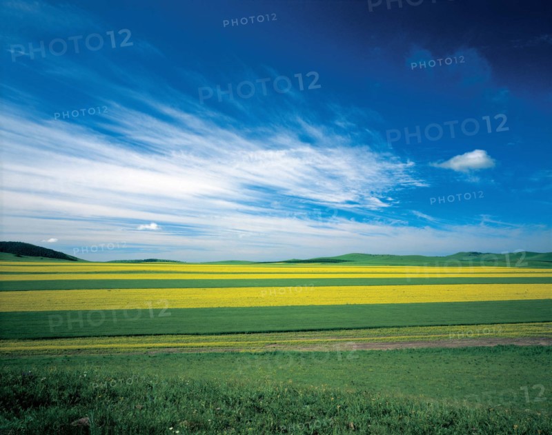 Glassland of Bashang, Hebei, China