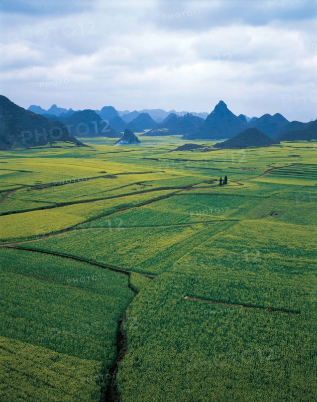 Cole field in Luoping,Yunnan,China