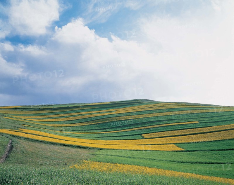Cole field of Bashang Grassland, Hebei, China
