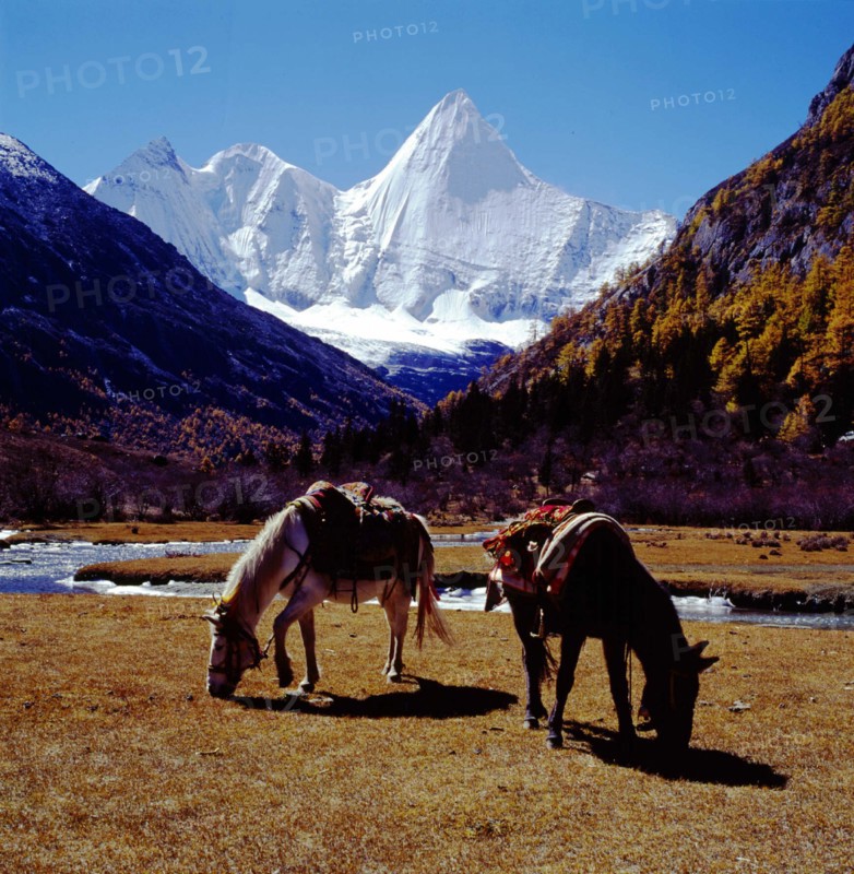 Horse on the plain of Daocheng,Sichuang Province,China