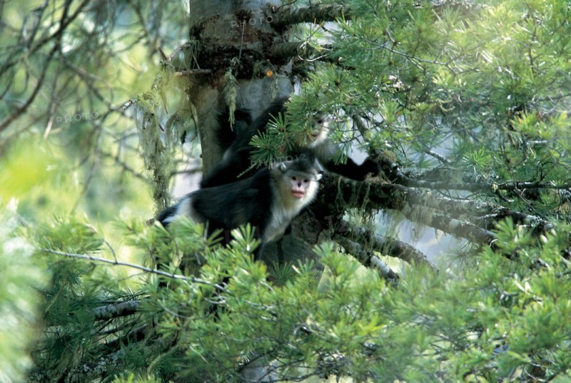 Yunnan Snub-nosed Monkey in Diqing,Yunnan,China