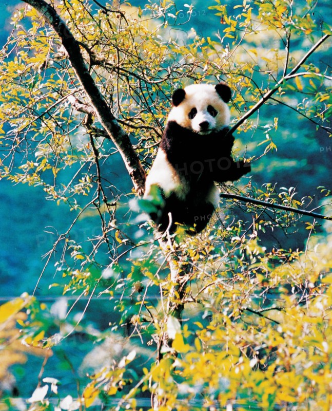 A giant panda in China