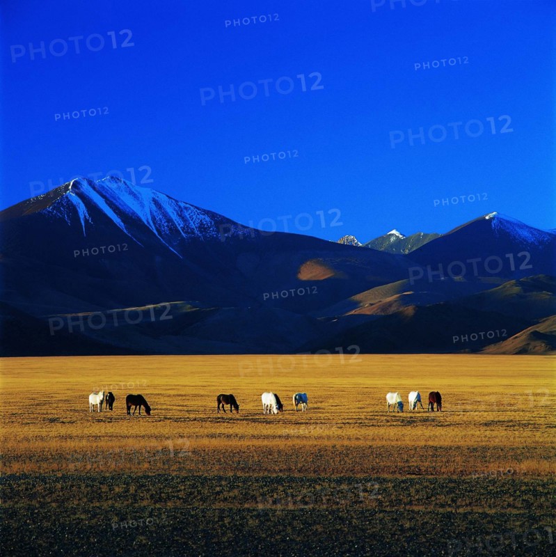 The meadow of Tibet,China