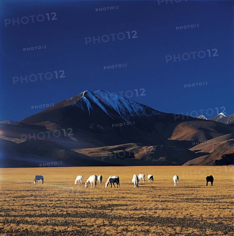 The landscape of a meadow,Tibet,China