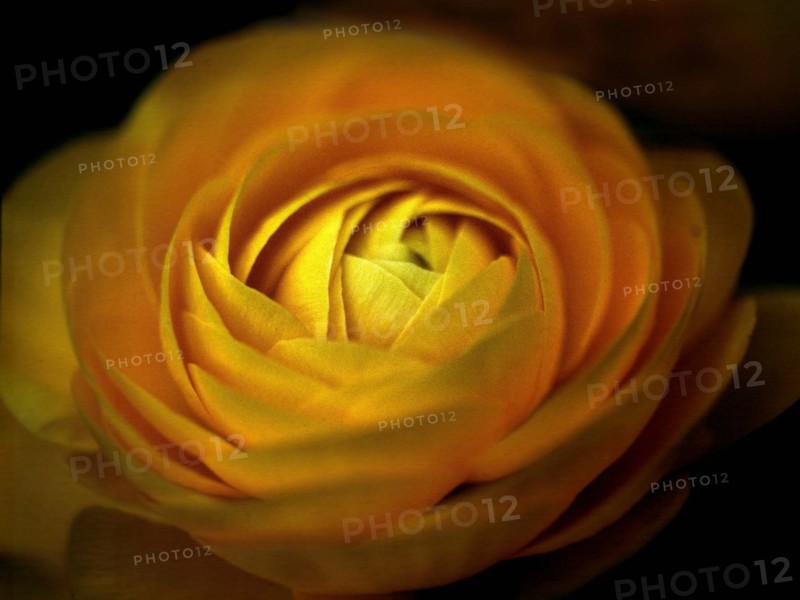 Close-up of Chinese rose