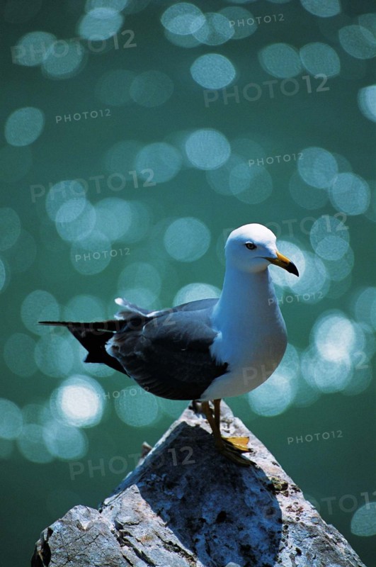 A black-tailed gull,Shangdong Province,China