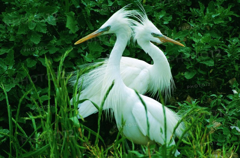 Chinese Egret,Shandong Province,China