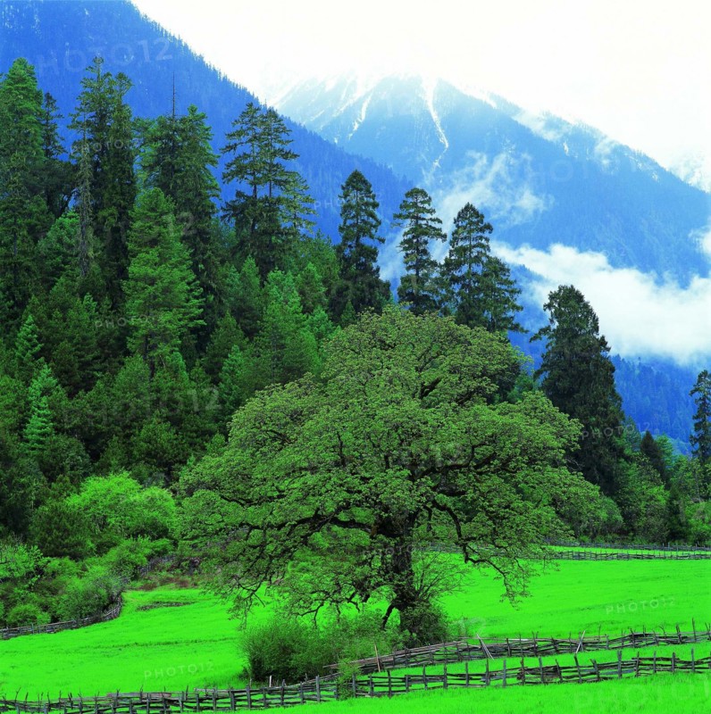 Linzhi,Tibet,China