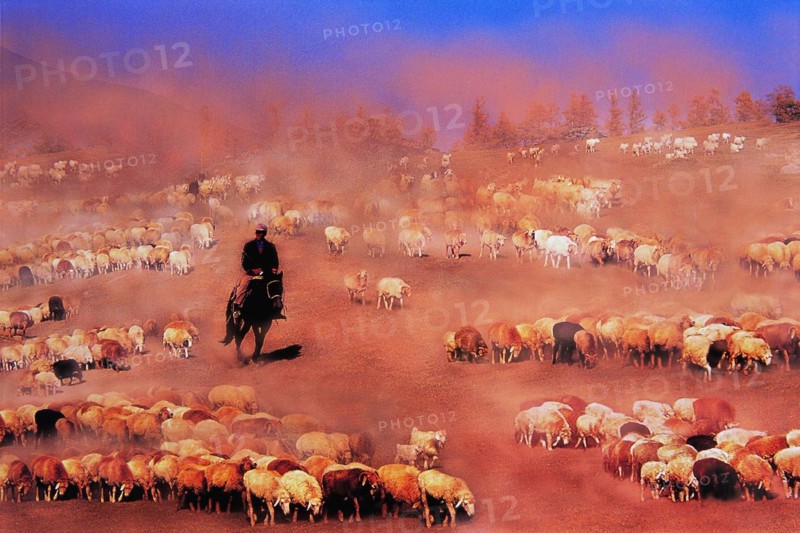 The Sheep herd on the grassland of Sinkiang,China