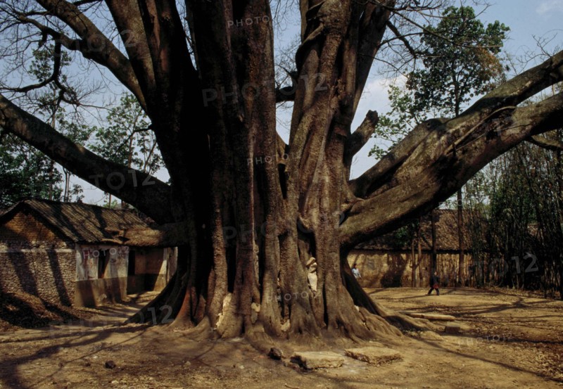A very old tree in China