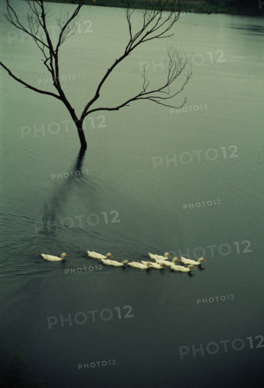 ducks swimming on a pool of China