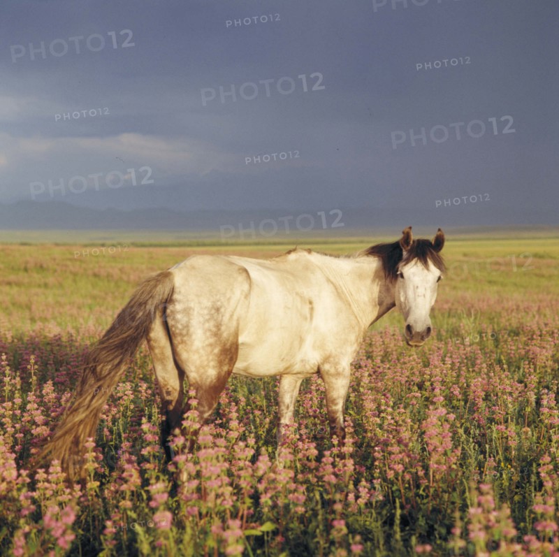 A horse wandering on the grassland of Bashang, Hebei Province, China