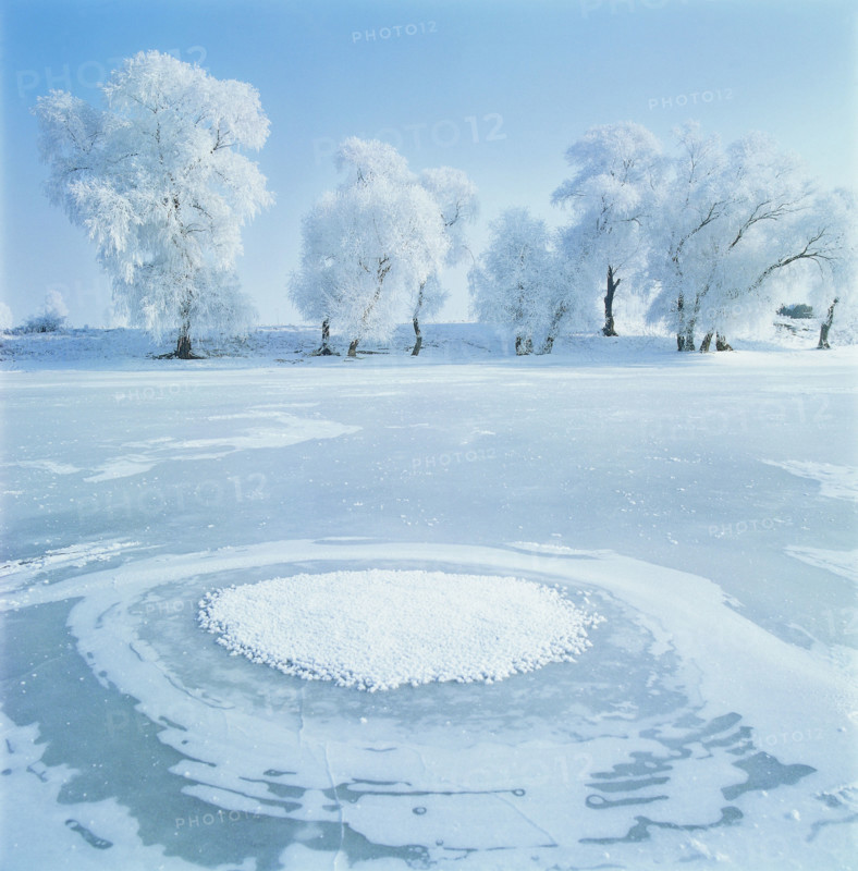 snow-covered pine trees,Jilin,China