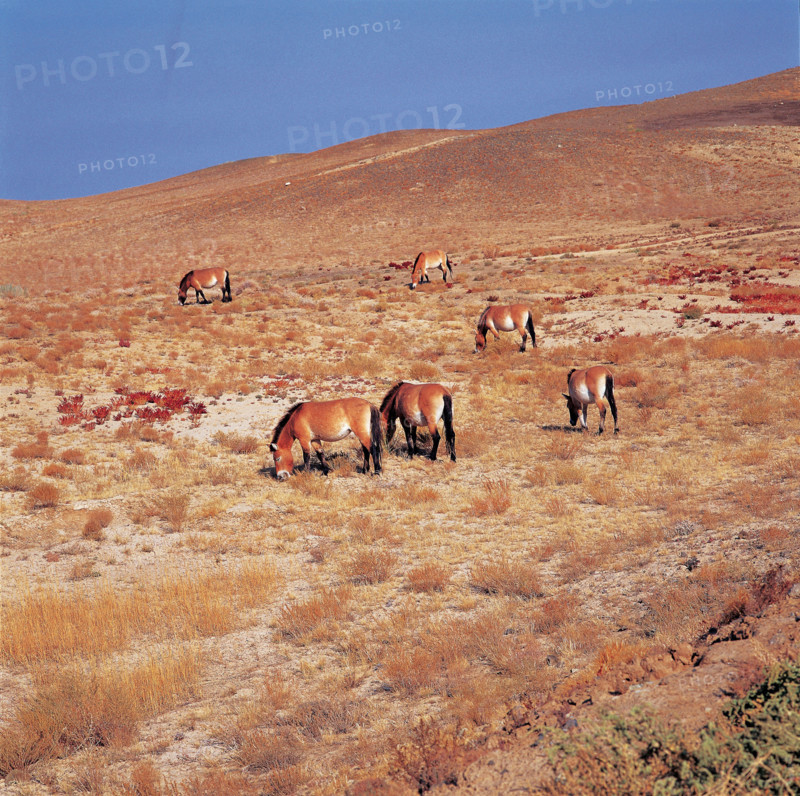 horses eating grass on the grassland of Junggar Basin,Sinkiang Province,China