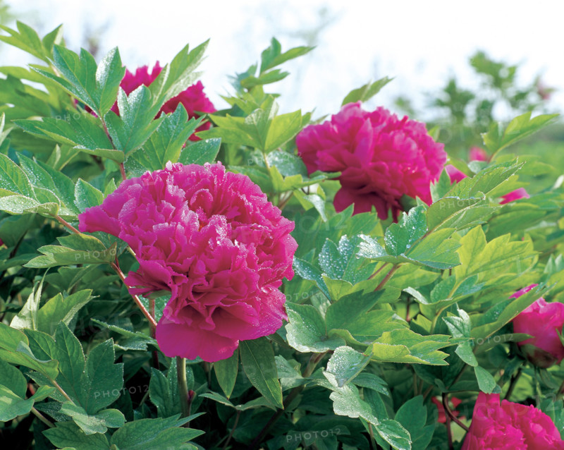 Peony flower in Luoyang,China
