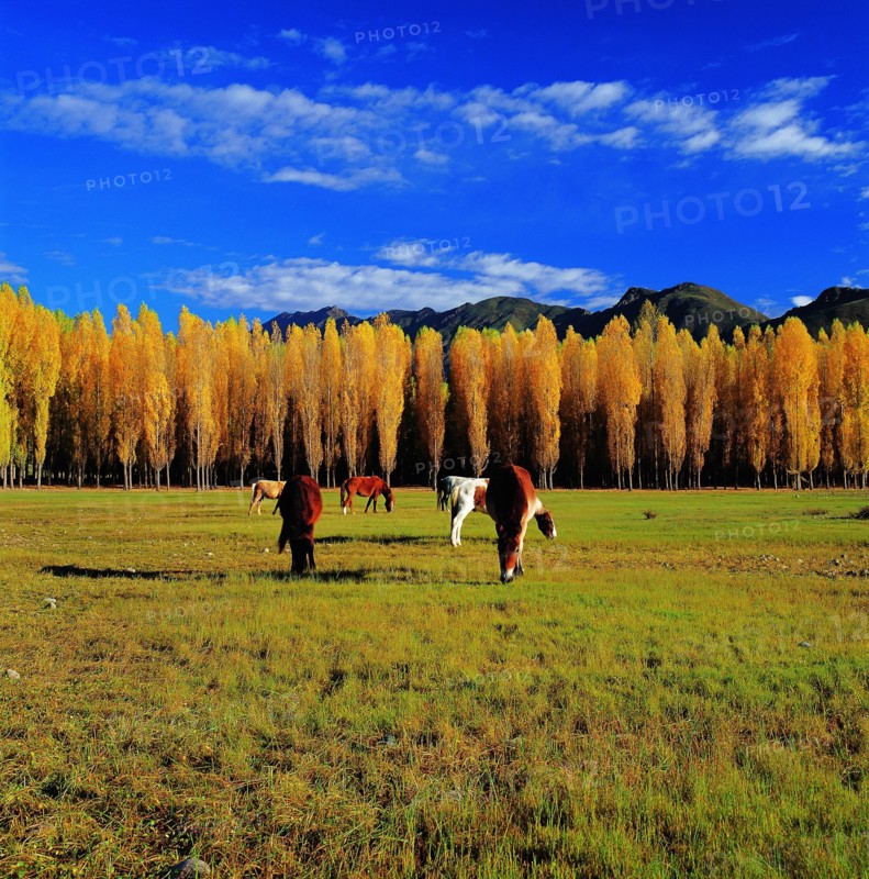 Qushui in Tibet,China
