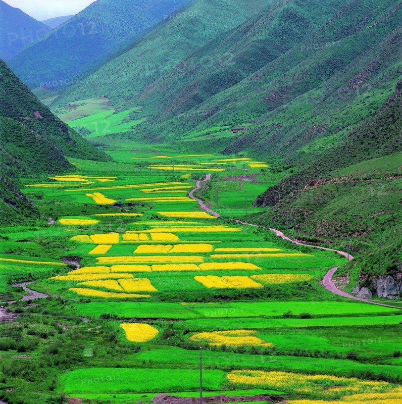 Cole field in Linxia,Gansu,China