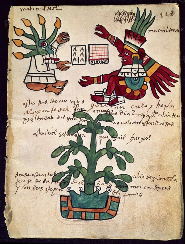 Cacaoyer (codex Tudela)