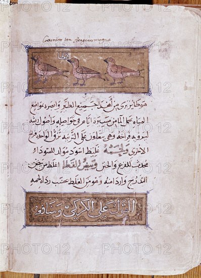 IBN AL-DURAYHIM MAWS
MANUSCRITO ARABE DE HISTORIA NATURAL-S XIV
SAN LORENZO DEL ESCORIAL, MONASTERIO-BIBLIOTECA
MADRID

This image is not downloadable. Contact us for the high res.