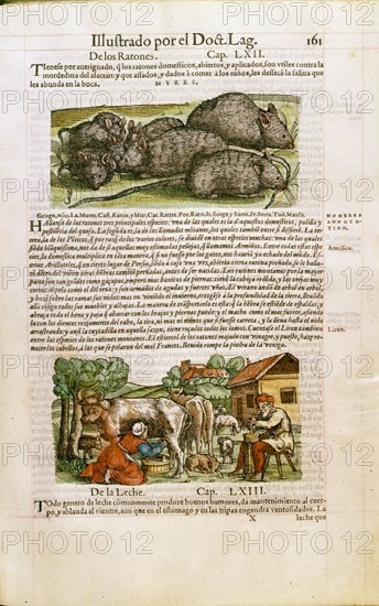 DIOSCORIDES 40/90 DC
LIBRO MEDICO DEDICADO A FELIPE II-CAP 62/63 SOBRE LOS RATONES Y LA LECHE
MADRID, BIBLIOTECA NACIONAL RAROS
MADRID