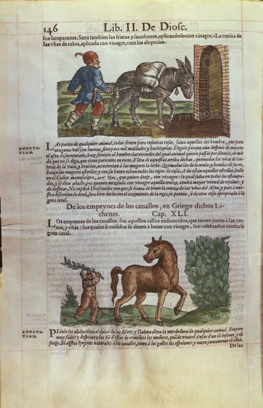 DIOSCORIDES 40/90 DC. DE MATERIA MEDICA - LIBRO MEDICO DEDICADO A FELIPE II - CAP 61 - SOBRE LOS CABALLOS Y DEMAS EQUIDOS