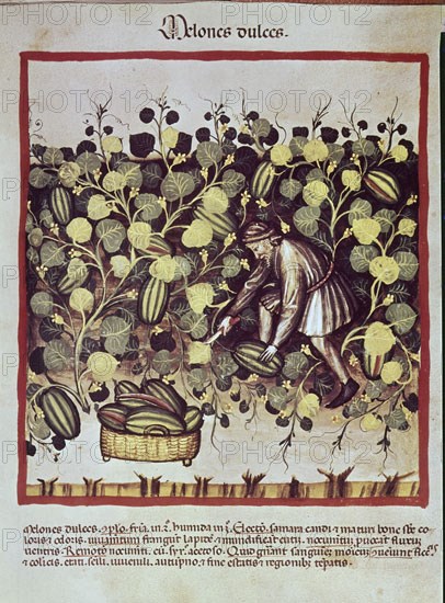 UBUBEHASYM BALDACH 1052/63
THEATRUM SANITATIS"MELONES DULCES"PROPIEDADES ALIMENTICIAS XIV/XV
MADRID, CSIC
MADRID

This image is not downloadable. Contact us for the high res.