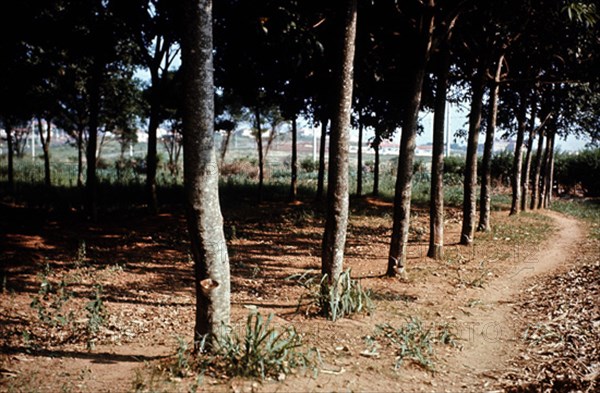 ARBOL DEL CAUCHO
NACION, EXTERIOR
BRASIL