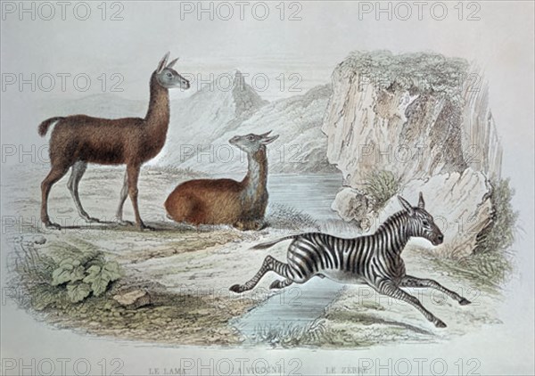 GRABADO-CEBRA Y LLAMA
PARIS, COLECCION PARTICULAR
FRANCIA

This image is not downloadable. Contact us for the high res.