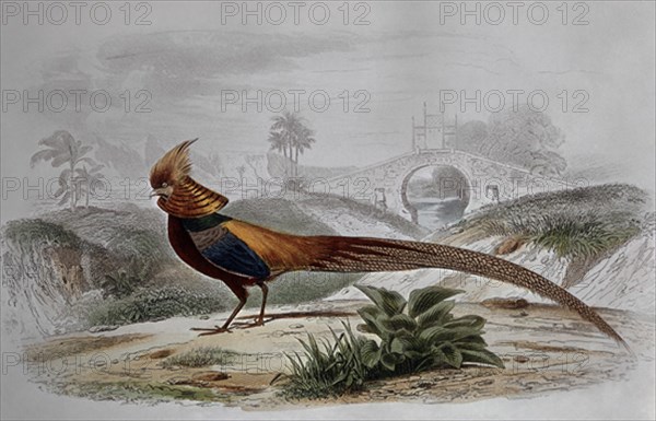 GRABADO-FAISAN DORADO DE CHINA
PARIS, COLECCION PARTICULAR
FRANCIA

This image is not downloadable. Contact us for the high res.