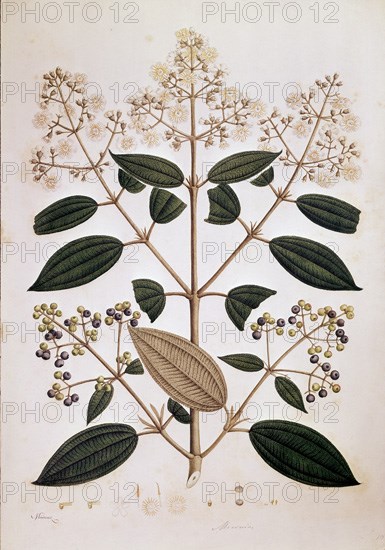 MUTIS CELESTINO 1732-1808
LAMINA 2584-MICONIA VERSICOLOR
MADRID, JARDIN BOTANICO
MADRID