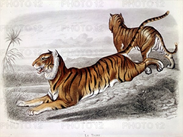 TIGRES
PARIS, COLECCION PARTICULAR
FRANCIA