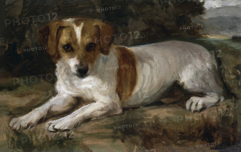 Sorolla, A dog
