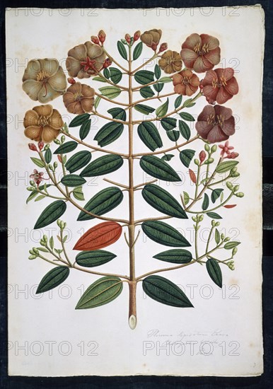 MUTIS CELESTINO 1732-1808
LAMINA 36-TRIBOUCHINA LEPIDOTA
MADRID, JARDIN BOTANICO
MADRID