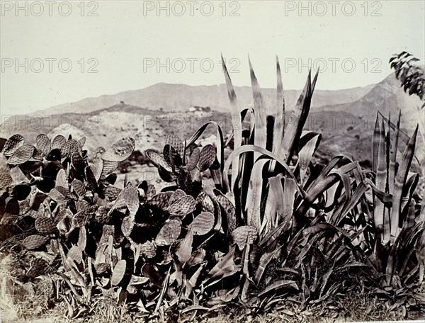 CLIFFORD CHARLES 1819/63
NOPALES Y PITAS - MALAGA - FOTOGRAFIA HECHA EN EL VIAJE DE ISABEL II A ANDALUCIA Y MURCIA - 1862
MADRID, PALACIO REAL-BIBLIOTECA
MADRID