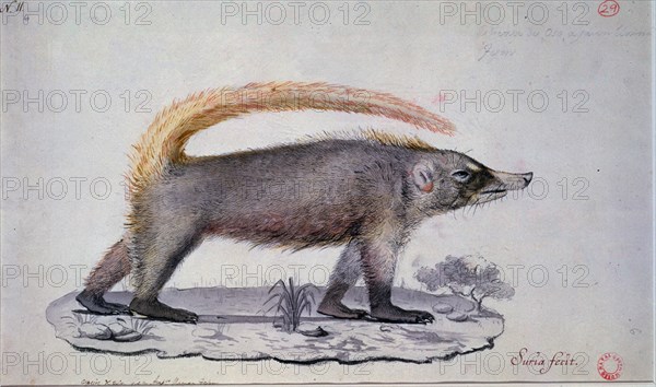 SURIA TOMAS
PROCIONIDO (NASUA SP.) COATI -MAMIFERO MEXICO
MADRID, MUSEO NAVAL
MADRID