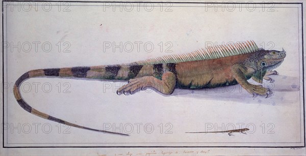 CARDERO JOSE 1766/?
IGUANA Y LAGARTIJA (REPTILES DE PANAMA)
MADRID, MUSEO NAVAL
MADRID