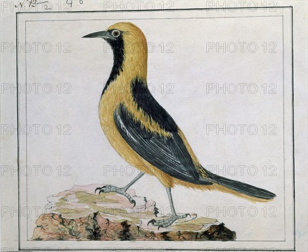 CARDERO JOSE 1766/?
PAJARO PASERIFORME DE ECUADOR
MADRID, MUSEO NAVAL
MADRID