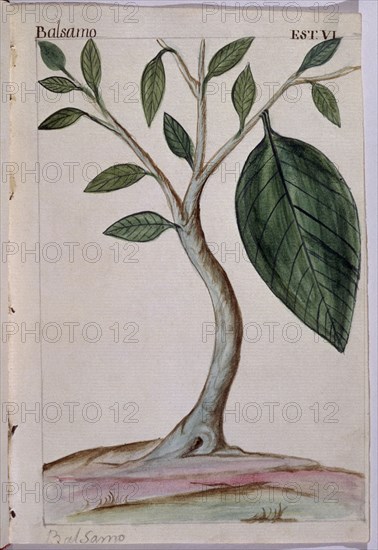 MARTINEZ COMPAÑON 1737/97
TRUJILLO DEL PERU-LAMINA VI-FLORA-BALSAMO
MADRID, PALACIO REAL-BIBLIOTECA
MADRID