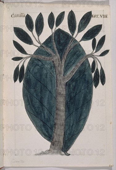 MARTINEZ COMPAÑON 1737/97
TRUJILLO DEL PERU-LAMINA VIII-FLORA-GUAYUSA
MADRID, PALACIO REAL-BIBLIOTECA
MADRID