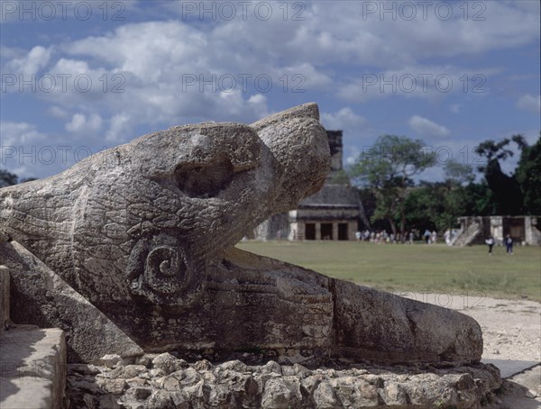 Detail of a snake's head